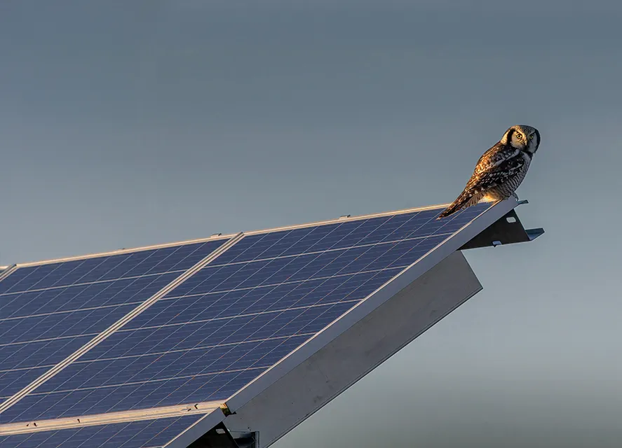 licencia-social-paneles-solares-fauna-s